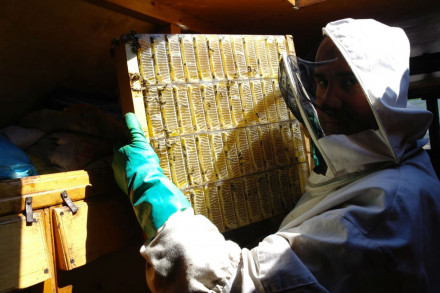 Мёд в сотах 330 грамм , упаковке